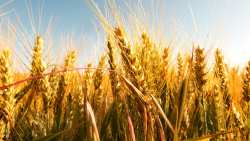 &Sigma;&epsilon; &pi;&omicron;&sigma;&omicron;&sigma;&tau;ό 11,2% &epsilon;&pi;ί &tau;&eta;&sigmaf; &sigma;&upsilon;&nu;&omicron;&lambda;&iota;&kappa;ή&sigmaf; &pi;&alpha;&rho;&alpha;&gamma;&omega;&gamma;ή&sigmaf; &alpha;&nu;&tau;&iota;&sigma;&tau;&omicron;&iota;&chi;&epsilon;ί &eta; &pi;&alpha;&rho;&alpha;&gamma;&omega;&gamma;ή &sigma;&iota;&tau;&eta;&rho;ώ&nu; &tau;&eta;&sigmaf; &epsilon;&pi;&alpha;&rho;&chi;ί&alpha;&sigmaf; &Chi;&epsilon;ϊ&lambda;&omicron;&nu;&gamma;&kappa;&tau;&sigma;&iota;ά&nu;&gamma;&kappa; &sigma;&tau;&eta;&nu; &Kappa;ί&nu;&alpha;