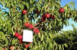 &Kappa;&omicron;&mu;&phi;&omicron;ύ&zeta;&iota;&omicron;: 2&eta; &tau;&rho;&omicron;&pi;&omicron;&pi;&omicron;ί&eta;&sigma;&eta; &tau;&eta;&sigmaf; &epsilon;&gamma;&kappa;&upsilon;&kappa;&lambda;ί&omicron;&upsilon; &tau;&rho;&omicron;&pi;&omicron;&pi;&omicron;&iota;ή&sigma;&epsilon;&omega;&nu; &ndash; &mu;&epsilon;&tau;&alpha;&beta;&iota;&beta;ά&sigma;&epsilon;&omega;&nu; &ndash; &alpha;&pi;έ&nu;&tau;&alpha;&xi;&eta;&sigmaf;  &sigma;&tau;&omicron; &pi;&lambda;&alpha;ί&sigma;&iota;&omicron; &tau;&eta;&sigmaf; &delta;&rho;ά&sigma;&eta;&sigmaf; 10.1.08