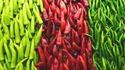 &Tau;&alpha; &epsilon;ί&delta;&eta; &tau;&omega;&nu; &kappa;&alpha;&upsilon;&tau;&epsilon;&rho;ώ&nu; &pi;&iota;&pi;&epsilon;&rho;&iota;ώ&nu; - &Omicron;&phi;έ&lambda;&eta; &kappa;&alpha;&iota; &omicron;&iota; &pi;&alpha;&rho;&epsilon;&nu;έ&rho;&gamma;&epsilon;&iota;&epsilon;&sigmaf;