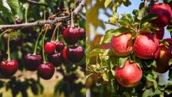 &Gamma;&epsilon;&omega;&rho;&gamma;&iota;&kappa;έ&sigmaf; &pi;&rho;&omicron;&epsilon;&iota;&delta;&omicron;&pi;&omicron;&iota;ή&sigma;&epsilon;&iota;&sigmaf; &gamma;&iota;&alpha; &Mu;&eta;&lambda;&iota;ά &kappa;&alpha;&iota; &Kappa;&epsilon;&rho;&alpha;&sigma;&iota;ά