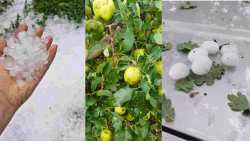 &Chi;&alpha;&lambda;ά&zeta;&iota; &sigma;&epsilon; &mu;έ&gamma;&epsilon;&theta;&omicron;&sigmaf; &kappa;&alpha;&rho;&upsilon;&delta;&iota;&omicron;ύ έ&pi;&lambda;&eta;&xi;&epsilon; &kappa;&alpha;&lambda;&lambda;&iota;έ&rho;&gamma;&epsilon;&iota;&epsilon;&sigmaf; &sigma;&tau;&alpha; &omicron;&rho;&epsilon;&iota;&nu;ά &tau;&eta;&sigmaf; Έ&delta;&epsilon;&sigma;&sigma;&alpha;&sigmaf; - &Sigma;&epsilon; &alpha;&pi;ό&gamma;&nu;&omega;&sigma;&eta; &omicron;&iota; &pi;&alpha;&rho;&alpha;&gamma;&omega;&gamma;&omicron;ί | &Alpha;&gamma;&rho;&omicron;&tau;&iota;&kappa;ά &nu;έ&alpha; IMATHIOTIKIGI.GR