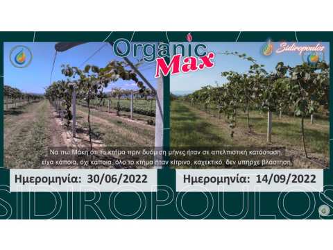 &Mu;&alpha;&rho;&tau;&upsilon;&rho;ί&alpha; &Pi;&alpha;&rho;&alpha;&gamma;&omega;&gamma;&omicron;ύ: &ldquo;&Beta;&Rho;&Eta;&Kappa;&Alpha; &Tau;&Eta;&Nu; &Lambda;&Upsilon;&Sigma;&Eta; &Gamma;&Iota;&Alpha; &Tau;&Alpha; &Alpha;&Kappa;&Tau;&Iota;&Nu;&Iota;&Delta;&Iota;&Alpha;!&rdquo; (&Beta;ί&nu;&tau;&epsilon;&omicron;)