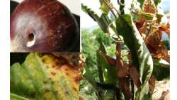 &Gamma;&epsilon;&omega;&rho;&gamma;&iota;&kappa;έ&sigmaf; &pi;&rho;&omicron;&epsilon;&iota;&delta;&omicron;&pi;&omicron;&iota;ή&sigma;&epsilon;&iota;&sigmaf; &gamma;&iota;&alpha; &tau;&eta;&nu; &kappa;&alpha;&sigma;&tau;&alpha;&nu;&iota;ά