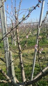 &Iota;&tau;&alpha;&lambda;ί&alpha;: &Pi;&rho;&omega;&iota;&mu;ό&tau;&eta;&tau;&alpha; &kappa;&alpha;&iota; &pi;&rho;&omicron;&beta;&lambda;ή&mu;&alpha;&tau;&alpha; &sigma;&tau;&eta;&nu; &phi;&epsilon;&tau;&iota;&nu;ή &pi;&alpha;&rho;&alpha;&gamma;&omega;&gamma;ή &rho;&omicron;&delta;ά&kappa;&iota;&nu;&omega;&nu; &kappa;&alpha;&iota; &nu;&epsilon;&kappa;&tau;&alpha;&rho;&iota;&nu;&iota;ώ&nu;