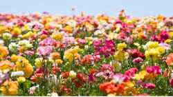 &Pi;ά&nu;&omega; &alpha;&pi;ό 360 &epsilon;ί&delta;&eta; &phi;&upsilon;&tau;ώ&nu; &sigma;&tau;&omicron; &Pi;ά&rho;&kappa;&omicron; &Alpha;&pi;&omicron;&lambda;&iota;&theta;&omega;&mu;έ&nu;&omicron;&upsilon; &Delta;ά&sigma;&omicron;&upsilon;&sigmaf; &tau;&eta;&sigmaf; &Lambda;έ&sigma;&beta;&omicron;&upsilon;