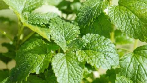 &Mu;&epsilon;&lambda;&iota;&sigma;&sigma;ό&chi;&omicron;&rho;&tau;&omicron;, &beta;ό&tau;&alpha;&nu;&omicron; &mu;&epsilon; ά&rho;&omega;&mu;&alpha; &lambda;&epsilon;&mu;&omicron;&nu;&iota;&omicron;ύ