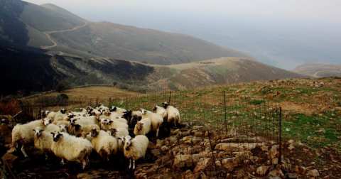 &Omicron;&delta;&eta;&gamma;ί&epsilon;&sigmaf; &pi;&rho;&omicron;&sigmaf; &tau;&omicron;&upsilon;&sigmaf; &kappa;&tau;&eta;&nu;&omicron;&tau;&rho;ό&phi;&omicron;&upsilon;&sigmaf; &pi;&omicron;&upsilon; &epsilon;&pi;&lambda;ή&gamma;&eta;&sigma;&alpha;&nu; &alpha;&pi;ό &tau;&eta;&nu; &kappa;&alpha;&kappa;&omicron;&kappa;&alpha;&iota;&rho;ί&alpha; &ldquo;Daniel&rdquo; &alpha;&pi;ό &tau;&eta;&nu; &Pi;&epsilon;&rho;&iota;&phi;έ&rho;&epsilon;&iota;&alpha; &Theta;&epsilon;&sigma;&sigma;&alpha;&lambda;ί&alpha;&sigmaf;