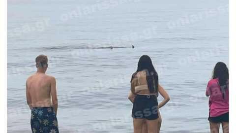 &Tau;&rho;ό&mu;&omicron;&sigmaf; &gamma;&iota;&alpha; &tau;&omicron;&upsilon;&sigmaf; &lambda;&omicron;&upsilon;ό&mu;&epsilon;&nu;&omicron;&upsilon;&sigmaf; &sigma;&tau;&omicron;&nu; &Alpha;&gamma;&iota;ό&kappa;&alpha;&mu;&pi;&omicron; &Lambda;ά&rho;&iota;&sigma;&alpha;&sigmaf;: &Kappa;&alpha;&rho;&chi;&alpha;&rho;&iota;&omicron;&epsilon;&iota;&delta;έ&sigmaf; &sigma;&epsilon; &alpha;&pi;ό&sigma;&tau;&alpha;&sigma;&eta; &alpha;&nu;&alpha;&pi;&nu;&omicron;ή&sigmaf; &alpha;&pi;ό &tau;&eta;&nu; &pi;&alpha;&rho;&alpha;&lambda;ί&alpha;