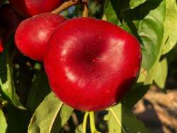 UFO &nu;&epsilon;&kappa;&tau;&alpha;&rho;ί&nu;&iota;&alpha;, &tau;&alpha; &nu;έ&alpha; &phi;&rho;&omicron;ύ&tau;&alpha; &sigma;&nu;&alpha;&kappa;