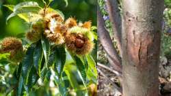 &Gamma;&epsilon;&omega;&rho;&gamma;&iota;&kappa;έ&sigmaf; &pi;&rho;&omicron;&epsilon;&iota;&delta;&omicron;&pi;&omicron;&iota;ή&sigma;&epsilon;&iota;&sigmaf; &gamma;&iota;&alpha; &tau;&eta;&nu; &Kappa;&alpha;&sigma;&tau;&alpha;&nu;&iota;ά