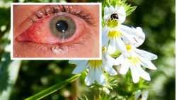 &Tau;&omicron; &alpha;&pi;ί&theta;&alpha;&nu;&omicron; &beta;ό&tau;&alpha;&nu;&omicron; &pi;&omicron;&upsilon; &beta;&epsilon;&lambda;&tau;&iota;ώ&nu;&epsilon;&iota; &tau;&eta;&nu; ό&rho;&alpha;&sigma;&eta; &alpha;&kappa;ό&mu;&alpha; &kappa;&alpha;&iota; &sigma;&epsilon; ά&tau;&omicron;&mu;&alpha; ά&nu;&omega; &tau;&omega;&nu; 70 &epsilon;&tau;ώ&nu;