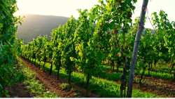 &Gamma;&epsilon;&omega;&rho;&gamma;&iota;&kappa;έ&sigmaf; &pi;&rho;&omicron;&epsilon;&iota;&delta;&omicron;&pi;&omicron;&iota;ή&sigma;&epsilon;&iota;&sigmaf; &gamma;&iota;&alpha; &tau;&omicron; &Alpha;&mu;&pi;έ&lambda;&iota;