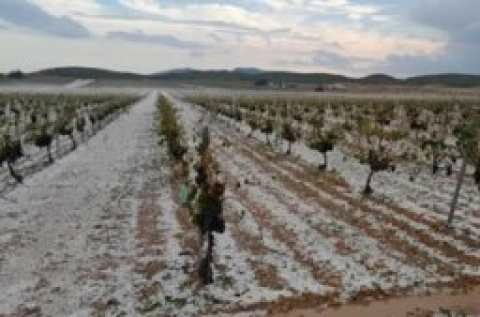 &Kappa;&lambda;&iota;&mu;&alpha;&tau;&iota;&kappa;ή &alpha;&lambda;&lambda;&alpha;&gamma;ή: &Pi;ά&nu;&omega; &alpha;&pi;ό &tau;&omicron; 20% &tau;&omega;&nu; &iota;&sigma;&pi;&alpha;&nu;&iota;&kappa;ώ&nu; &alpha;&mu;&pi;&epsilon;&lambda;ώ&nu;&omega;&nu; &epsilon;&pi;&eta;&rho;&epsilon;ά&sigma;&tau;&eta;&kappa;&epsilon; &alpha;&pi;ό &kappa;&alpha;&iota;&rho;&iota;&kappa;ά &phi;&alpha;&iota;&nu;ό&mu;&epsilon;&nu;&alpha; &tau;&omicron; 2024