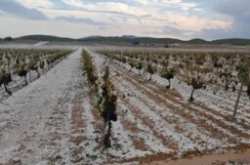 &Kappa;&lambda;&iota;&mu;&alpha;&tau;&iota;&kappa;ή &alpha;&lambda;&lambda;&alpha;&gamma;ή: &Pi;ά&nu;&omega; &alpha;&pi;ό &tau;&omicron; 20% &tau;&omega;&nu; &iota;&sigma;&pi;&alpha;&nu;&iota;&kappa;ώ&nu; &alpha;&mu;&pi;&epsilon;&lambda;ώ&nu;&omega;&nu; &epsilon;&pi;&eta;&rho;&epsilon;ά&sigma;&tau;&eta;&kappa;&epsilon; &alpha;&pi;ό &kappa;&alpha;&iota;&rho;&iota;&kappa;ά &phi;&alpha;&iota;&nu;ό&mu;&epsilon;&nu;&alpha; &tau;&omicron; 2024