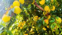 &Sigma;&upsilon;&mu;&pi;ύ&rho;&eta;&nu;&omicron; &rho;&omicron;&delta;ά&kappa;&iota;&nu;&omicron;: &Kappa;&lambda;&epsilon;ί&sigma;&tau;&eta;&kappa;&epsilon; &rho;&alpha;&nu;&tau;&epsilon;&beta;&omicron;ύ &rho;&omicron;&delta;&alpha;&kappa;&iota;&nu;&omicron;&pi;&alpha;&rho;&alpha;&gamma;&omega;&gamma;ώ&nu; &mu;&epsilon; &Upsilon;&phi;&Alpha;&Alpha;&Tau; &Delta;&iota;&omicron;&nu;ύ&sigma;&eta; &Sigma;&tau;&alpha;&mu;&epsilon;&nu;ί&tau;&eta;