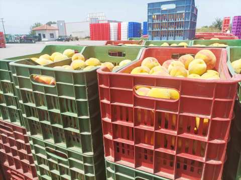 &Sigma;&upsilon;&mu;&pi;ύ&rho;&eta;&nu;&alpha; &rho;&omicron;&delta;ά&kappa;&iota;&nu;&alpha;: &Tau;&omicron;&upsilon;&lambda;ά&chi;&iota;&sigma;&tau;&omicron;&nu; 40 &lambda;&epsilon;&pi;&tau;ά / &kappa;&iota;&lambda;ό &sigma;&tau;&omicron;&nu; &pi;&alpha;&rho;&alpha;&gamma;&omega;&gamma;ό &zeta;&eta;&tau;ά&epsilon;&iota; &eta; &Epsilon;&Epsilon; &Beta;&iota;&omicron;&mu;&eta;&chi;&alpha;&nu;&iota;&kappa;&omicron;ύ &rho;&omicron;&delta;ά&kappa;&iota;&nu;&omicron;&upsilon;