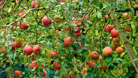 &Gamma;&epsilon;&omega;&rho;&gamma;&iota;&kappa;έ&sigmaf; &pi;&rho;&omicron;&epsilon;&iota;&delta;&omicron;&pi;&omicron;&iota;ή&sigma;&epsilon;&iota;&sigmaf; &gamma;&iota;&alpha; &tau;&alpha; &Mu;&eta;&lambda;&omicron;&epsilon;&iota;&delta;ή