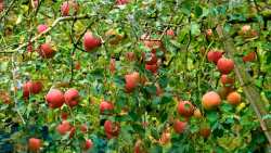 &Gamma;&epsilon;&omega;&rho;&gamma;&iota;&kappa;έ&sigmaf; &pi;&rho;&omicron;&epsilon;&iota;&delta;&omicron;&pi;&omicron;&iota;ή&sigma;&epsilon;&iota;&sigmaf; &gamma;&iota;&alpha; &tau;&alpha; &Mu;&eta;&lambda;&omicron;&epsilon;&iota;&delta;ή