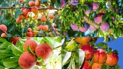 &Pi;&upsilon;&rho;&eta;&nu;ό&kappa;&alpha;&rho;&pi;&alpha;: &Alpha;&nu;&tau;&iota;&mu;&epsilon;&tau;ώ&pi;&iota;&sigma;&eta; &alpha;&nu;ά&rho;&sigma;&iota;&alpha;&sigmaf;, &kappa;&alpha;&rho;&pi;ό&kappa;&alpha;&psi;&alpha;&sigmaf;, &alpha;&phi;ί&delta;&omega;&nu; &kappa;&alpha;&iota; &mu;ύ&gamma;&alpha;&sigmaf; &Mu;&epsilon;&sigma;&omicron;&gamma;&epsilon;ί&omicron;&upsilon;