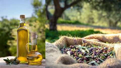 &Tau;&alpha; &pi;&rho;&omicron;&beta;&lambda;ή&mu;&alpha;&tau;&alpha; &sigma;&tau;&eta;&nu; &pi;&alpha;&rho;&alpha;&gamma;&omega;&gamma;ή &kappa;&alpha;&iota; &pi;&omega;&sigmaf; &delta;&iota;&alpha;&mu;&omicron;&rho;&phi;ώ&nu;&epsilon;&tau;&alpha;&iota; &eta; &tau;&iota;&mu;ή &tau;&omicron;&upsilon; &epsilon;&lambda;&alpha;&iota;ό&lambda;&alpha;&delta;&omicron;&upsilon; (&Beta;ί&nu;&tau;&epsilon;&omicron;) | &Alpha;&gamma;&rho;&omicron;&tau;&iota;&kappa;ά &nu;έ&alpha; &kappa;&alpha;&iota; &epsilon;&iota;&delta;ή&sigma;&epsilon;&iota;&sigmaf; imathiotikigi.gr