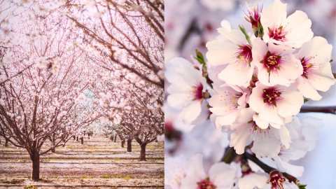 &Gamma;&epsilon;&omega;&rho;&gamma;&iota;&kappa;έ&sigmaf; &pi;&rho;&omicron;&epsilon;&iota;&delta;&omicron;&pi;&omicron;&iota;ή&sigma;&epsilon;&iota;&sigmaf; &gamma;&iota;&alpha; &tau;&eta;&nu; &Alpha;&mu;&upsilon;&gamma;&delta;&alpha;&lambda;&iota;ά