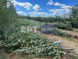 &Theta;&upsilon;&epsilon;&lambda;&lambda;ώ&delta;&epsilon;&iota;&sigmaf; ά&nu;&epsilon;&mu;&omicron;&iota; &kappa;&alpha;&tau;έ&sigma;&tau;&rho;&epsilon;&psi;&alpha;&nu; &kappa;&alpha;&lambda;&lambda;&iota;έ&rho;&gamma;&epsilon;&iota;&epsilon;&sigmaf; &mu;ή&lambda;&omega;&nu; &kappa;&alpha;&iota; &phi;&alpha;&sigma;&omicron;&lambda;&iota;ώ&nu; &sigma;&tau;&eta;&nu; &Kappa;&alpha;&sigma;&tau;&omicron;&rho;&iota;ά