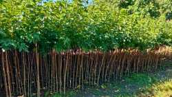 &Delta;&epsilon;&sigmaf; &Kappa;&alpha;&lambda;&lambda;&omega;&pi;&iota;&sigma;&tau;&iota;&kappa;έ&sigmaf; &Mu;&omicron;&upsilon;&rho;&iota;έ&sigmaf; έ&tau;&omicron;&iota;&mu;&epsilon;&sigmaf; &gamma;&iota;&alpha; &phi;ύ&tau;&epsilon;&upsilon;&sigma;&eta;! (2026)