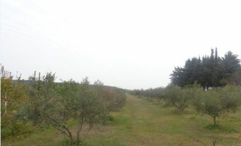 &Alpha;&mu;&pi;&epsilon;&lambda;&omicron;&upsilon;&rho;&gamma;&iota;&kappa;ό &mu;&eta;&tau;&rho;ώ&omicron;, &Epsilon;&lambda;&alpha;&iota;&omicron;&kappa;&omicron;&mu;&iota;&kappa;ό &mu;&eta;&tau;&rho;ώ&omicron;, &Alpha;ί&tau;&eta;&sigma;&eta; &Epsilon;&nu;&iota;&alpha;ί&alpha;&sigmaf; &Epsilon;&nu;ί&sigma;&chi;&upsilon;&sigma;&eta;&sigmaf; &amp; &Kappa;&alpha;&nu;&omicron;&nu;&iota;&sigma;&mu;ό&sigmaf; &Kappa;&rho;&alpha;&tau;&iota;&kappa;ώ&nu; &Epsilon;&nu;&iota;&sigma;&chi;ύ&sigma;&epsilon;&omega;&nu;