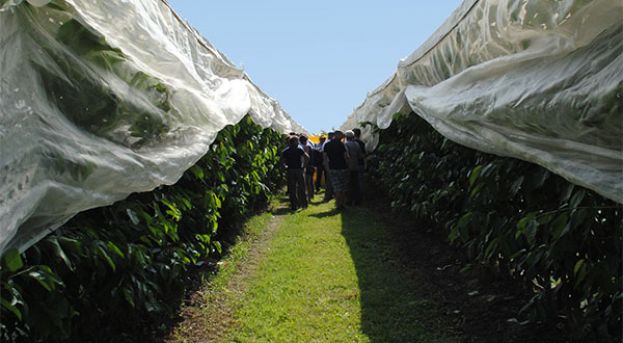 &Pi;&omicron;&iota;&alpha; &tau;&alpha; &chi;&alpha;&rho;&alpha;&kappa;&tau;&eta;&rho;&iota;&sigma;&tau;&iota;&kappa;ά &tau;&omicron;&upsilon; &kappa;&epsilon;&rho;&alpha;&sigma;&iota;&omicron;ύ &tau;&omicron;&upsilon; &mu;έ&lambda;&lambda;&omicron;&nu;&tau;&omicron;&sigmaf;; - &Pi;&upsilon;&kappa;&nu;ή &phi;ύ&tau;&epsilon;&upsilon;&sigma;&eta; &kappa;&alpha;&iota; &alpha;&pi;ό&delta;&omicron;&sigma;&eta; &alpha;&nu;ά &sigma;&tau;&rho;έ&mu;&mu;&alpha;