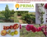 &Epsilon;&gamma;&kappa;&rho;ί&theta;&eta;&kappa;&epsilon; &tau;&omicron; &epsilon;&rho;&epsilon;&upsilon;&nu;&eta;&tau;&iota;&kappa;ό έ&rho;&gamma;&omicron; FREECLIMB &sigma;&tau;&omicron; &alpha;&nu;&tau;&alpha;&gamma;&omega;&nu;&iota;&sigma;&tau;&iota;&kappa;ό &pi;&rho;ό&gamma;&rho;&alpha;&mu;&mu;&alpha; PRIMA, ό&pi;&omicron;&upsilon; &sigma;&upsilon;&mu;&mu;&epsilon;&tau;έ&chi;&epsilon;&iota; &tau;&omicron; &Tau;.&Phi;.&Omicron;.&Delta;. &Nu;ά&omicron;&upsilon;&sigma;&alpha;&sigmaf;