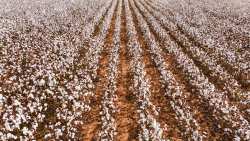 &Kappa;&alpha;&tau;ά&rho;&tau;&iota;&sigma;&eta; &tau;&omicron;&upsilon; &pi;&iota;&omicron; &omicron;&lambda;&omicron;&kappa;&lambda;&eta;&rho;&omega;&mu;έ&nu;&omicron;&upsilon; &chi;ά&rho;&tau;&eta; &gamma;&epsilon;&nu;&nu;&eta;&tau;&iota;&kappa;ή&sigmaf; &pi;&alpha;&gamma;&kappa;&omicron;&sigma;&mu;ί&omega;&sigmaf; &gamma;&iota;&alpha; &tau;&eta;&nu; &kappa;&alpha;&lambda;&lambda;&iota;έ&rho;&gamma;&epsilon;&iota;&alpha; &beta;&alpha;&mu;&beta;&alpha;&kappa;&iota;&omicron;ύ &alpha;&pi;ό &kappa;&iota;&nu;έ&zeta;&omicron;&upsilon;&sigmaf; &epsilon;&pi;&iota;&sigma;&tau;ή&mu;&omicron;&nu;&epsilon;&sigmaf;