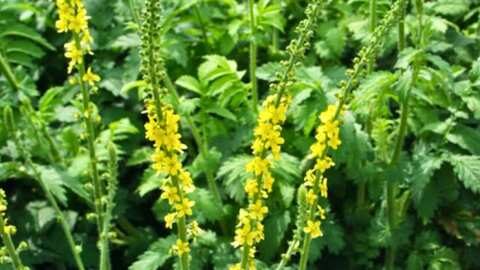 &Tau;&omicron; &alpha;&gamma;&rho;&iota;&mu;ό&nu;&iota;&omicron; - Έ&nu;&alpha; &theta;&epsilon;&rho;&alpha;&pi;&epsilon;&upsilon;&tau;&iota;&kappa;ό &beta;ό&tau;&alpha;&nu;&omicron; &pi;&omicron;&upsilon; &beta;&rho;ί&sigma;&kappa;&epsilon;&tau;&alpha;&iota; &pi;&alpha;&nu;&tau;&omicron;ύ