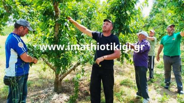 &Epsilon;&nu;&omega;&tau;&iota;&kappa;ή &Omicron;&mu;&omicron;&sigma;&pi;&omicron;&nu;&delta;ί&alpha; &Alpha;&gamma;&rho;&omicron;&tau;&iota;&kappa;ώ&nu; &Sigma;&upsilon;&lambda;&lambda;ό&gamma;&omega;&nu; &Eta;&mu;&alpha;&theta;ί&alpha;&sigmaf;: &Epsilon;&rho;&gamma;ά&tau;&epsilon;&sigmaf; &gamma;&eta;&sigmaf; &kappa;&alpha;&iota; &beta;&iota;&omicron;&pi;&alpha;&lambda;&alpha;&iota;&sigma;&tau;έ&sigmaf; &alpha;&gamma;&rho;ό&tau;&epsilon;&sigmaf; &sigma;&tau;&omicron;&nu; ί&delta;&iota;&omicron; &alpha;&gamma;ώ&nu;&alpha; &gamma;&iota;&alpha; &alpha;&xi;&iota;&omicron;&pi;&rho;&epsilon;&pi;ή &zeta;&omega;ή