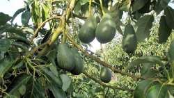 Έ&nu;&alpha; &alpha;&beta;&omicron;&kappa;ά&nu;&tau;&omicron; &tau;&eta;&nu; &epsilon;&beta;&delta;&omicron;&mu;ά&delta;&alpha; &mu;&epsilon;&iota;ώ&nu;&epsilon;&iota; &tau;&omicron;&nu; &kappa;&alpha;&rho;&delta;&iota;&alpha;&gamma;&gamma;&epsilon;&iota;&alpha;&kappa;ό &kappa;ί&nu;&delta;&upsilon;&nu;&omicron;