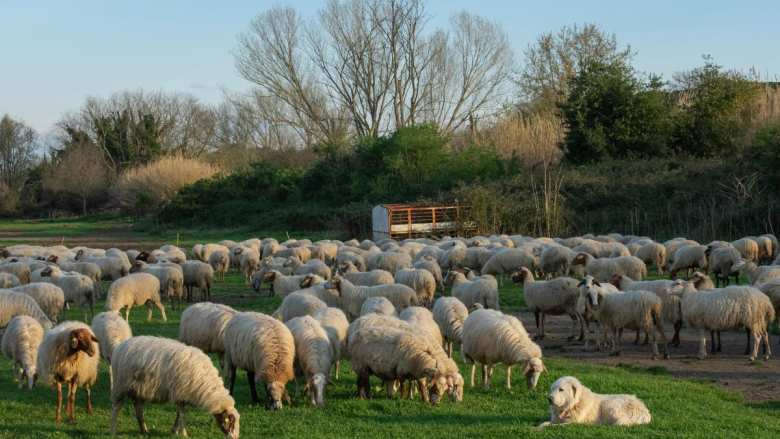 &Upsilon;&Pi;&Alpha;&Alpha;&Tau;: &Tau;&rho;ί&alpha; &nu;έ&alpha; &epsilon;&pi;&iota;&beta;&epsilon;&beta;&alpha;&iota;&omega;&mu;έ&nu;&alpha; &kappa;&rho;&omicron;ύ&sigma;&mu;&alpha;&tau;&alpha; &alpha;&phi;&theta;ώ&delta;&omicron;&upsilon;&sigmaf; &pi;&upsilon;&rho;&epsilon;&tau;&omicron;ύ &sigma;&tau;&eta; &Lambda;έ&sigma;&beta;&omicron; | &Alpha;&gamma;&rho;&omicron;&tau;&iota;&kappa;ά &nu;έ&alpha; IMATHIOTIKIGI.GR