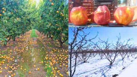 &Pi;&alpha;&rho;έ&mu;&beta;&alpha;&sigma;&eta; &Kappa;&alpha;&rho;&alpha;&sigma;&mu;ά&nu;&eta; &gamma;&iota;&alpha; &zeta;&eta;&tau;ή&mu;&alpha;&tau;&alpha; &pi;&omicron;&upsilon; έ&chi;&omicron;&upsilon;&nu; &sigma;&chi;έ&sigma;&eta; &mu;&epsilon; &tau;&omicron;&nu; &Epsilon;&Lambda;&Gamma;&Alpha; , &alpha;&kappa;&alpha;&rho;&pi;ί&alpha;, &beta;&rho;&omicron;&chi;&omicron;&pi;&tau;ώ&sigma;&epsilon;&iota;&sigmaf;, &pi;&alpha;&rho;&alpha;&mu;&omicron;&rho;&phi;&omega;&tau;&iota;&kappa;ή &alpha;&sigma;&theta;έ&nu;&epsilon;&iota;&alpha; &rho;&omicron;&delta;ά&kappa;&iota;&nu;&omega;&nu; (&Beta;ί&nu;&tau;&epsilon;&omicron;)