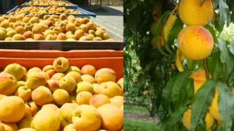 &Epsilon;&kappa;&kappa;&alpha;&theta;ά&rho;&iota;&sigma;&eta; &sigma;&upsilon;&mu;&pi;ύ&rho;&eta;&nu;&omega;&nu; &rho;&omicron;&delta;ά&kappa;&iota;&nu;&omega;&nu; 0,31 &epsilon;&upsilon;&rho;ώ / &kappa;&iota;&lambda;ό &omicron; &Alpha;&Sigma; &Mu;&alpha;&kappa;&rho;&omicron;&chi;&omega;&rho;ί&omicron;&upsilon; &Nu;&Epsilon;&Alpha; &Pi;&Rho;&Omicron;&Omicron;&Delta;&Omicron;&Sigma; | &Alpha;&gamma;&rho;&omicron;&tau;&iota;&kappa;ά &nu;έ&alpha; IMATHIOTIKIGI.GR