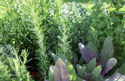 &Chi;ί&omicron;&sigmaf;: &Gamma;&epsilon;&omega;&pi;ό&nu;&omicron;&sigmaf; έ&sigma;&tau;&eta;&sigma;&epsilon; &epsilon;&pi;&iota;&chi;&epsilon;ί&rho;&eta;&sigma;&eta; &sigma;&tau;&eta;&nu; &omicron;&pi;&omicron;ί&alpha; &pi;&alpha;&rho;ά&gamma;&epsilon;&iota; &kappa;&alpha;&iota; &tau;&upsilon;&pi;&omicron;&pi;&omicron;&iota;&epsilon;ί &alpha;&rho;&omega;&mu;&alpha;&tau;&iota;&kappa;ά &phi;&upsilon;&tau;ά &kappa;&alpha;&iota; &beta;ό&tau;&alpha;&nu;&alpha;