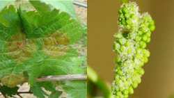 &Gamma;&epsilon;&omega;&rho;&gamma;&iota;&kappa;έ&sigmaf; &pi;&rho;&omicron;&epsilon;&iota;&delta;&omicron;&pi;&omicron;&iota;ή&sigma;&epsilon;&iota;&sigmaf; &gamma;&iota;&alpha; &tau;&omicron; &Alpha;&mu;&pi;έ&lambda;&iota;