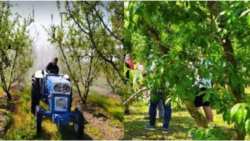 &Delta;&epsilon;&nu;&delta;&rho;&omicron;&kappa;&alpha;&lambda;&lambda;&iota;έ&rho;&gamma;&epsilon;&iota;&alpha;-&Phi;&theta;&iota;&nu;ό&pi;&omega;&rho;&omicron; :&Epsilon;&phi;&alpha;&rho;&mu;&omicron;&gamma;ή &omicron;&upsilon;&rho;ί&alpha;&sigmaf; &mu;&epsilon; 2-3 &psi;&epsilon;&kappa;&alpha;&sigma;&mu;&omicron;ύ&sigmaf; &epsilon;&pi;&iota;&phi;έ&rho;&epsilon;&iota; &epsilon;&xi;&alpha;&iota;&rho;&epsilon;&tau;&iota;&kappa;ά &alpha;&pi;&omicron;&tau;&epsilon;&lambda;έ&sigma;&mu;&alpha;&tau;&alpha;