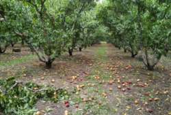 &Alpha;&nu;&alpha;&kappa;&omicron;ί&nu;&omega;&sigma;&eta; &gamma;&iota;&alpha; &Pi;ί&nu;&alpha;&kappa;&epsilon;&sigmaf; &Epsilon;&pi;&alpha;&nu;&epsilon;&kappa;&tau;&iota;&mu;ή&sigma;&epsilon;&omega;&nu; &Zeta;&eta;&mu;&iota;ώ&nu; (&Chi;&alpha;&lambda;ά&zeta;&iota;, &Alpha;&nu;&epsilon;&mu;&omicron;&theta;ύ&epsilon;&lambda;&lambda;&alpha;, &Pi;&alpha;&gamma;&epsilon;&tau;ό&sigmaf;) &sigma;&tau;&eta;&nu; &Delta;/&Tau;.&Kappa;. &Beta;έ&rho;&omicron;&iota;&alpha;&sigmaf;