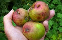 &Alpha;&nu;&tau;&iota;&mu;&epsilon;&tau;ώ&pi;&iota;&sigma;&eta; &tau;&eta;&sigmaf; &kappa;&alpha;&rho;&pi;ό&kappa;&alpha;&psi;&alpha;&sigmaf; &sigma;&tau;&eta; &Mu;&eta;&lambda;&iota;ά