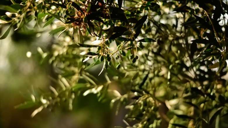 &Gamma;&epsilon;&omega;&rho;&gamma;&iota;&kappa;έ&sigmaf; &pi;&rho;&omicron;&epsilon;&iota;&delta;&omicron;&pi;&omicron;&iota;ή&sigma;&epsilon;&iota;&sigmaf; &gamma;&iota;&alpha; &tau;&eta;&nu; &Epsilon;&lambda;&iota;ά