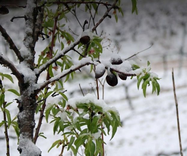 &Phi;ό&beta;&omicron;&sigmaf; &gamma;&iota;&alpha; &nu;έ&epsilon;&sigmaf; &kappa;&alpha;&tau;&alpha;&sigma;&tau;&rho;&omicron;&phi;έ&sigmaf; &alpha;&pi;ό &pi;&alpha;&gamma;&epsilon;&tau;ό &sigma;&epsilon; &rho;&omicron;&delta;ά&kappa;&iota;&nu;&alpha;,&nu;&epsilon;&kappa;&tau;&alpha;&rho;ί&nu;&iota;&alpha; &kappa;&alpha;&iota; &alpha;&mu;ύ&gamma;&delta;&alpha;&lambda;&alpha; &sigma;&tau;&eta;&nu; &Iota;&sigma;&pi;&alpha;&nu;ί&alpha;