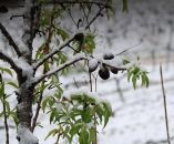 &Phi;ό&beta;&omicron;&sigmaf; &gamma;&iota;&alpha; &nu;έ&epsilon;&sigmaf; &kappa;&alpha;&tau;&alpha;&sigma;&tau;&rho;&omicron;&phi;έ&sigmaf; &alpha;&pi;ό &pi;&alpha;&gamma;&epsilon;&tau;ό &sigma;&epsilon; &rho;&omicron;&delta;ά&kappa;&iota;&nu;&alpha;,&nu;&epsilon;&kappa;&tau;&alpha;&rho;ί&nu;&iota;&alpha; &kappa;&alpha;&iota; &alpha;&mu;ύ&gamma;&delta;&alpha;&lambda;&alpha; &sigma;&tau;&eta;&nu; &Iota;&sigma;&pi;&alpha;&nu;ί&alpha;