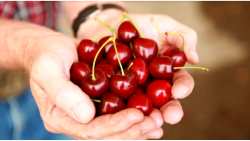 &Tau;έ&lambda;&omicron;&sigmaf; &sigma;&tau;&omicron; &sigma;&kappa;ά&sigma;&iota;&mu;&omicron; &tau;&omicron;&upsilon; &kappa;&epsilon;&rho;&alpha;&sigma;&iota;&omicron;ύ - &Epsilon;&mu;&pi;&epsilon;&iota;&rho;ί&alpha; &pi;&alpha;&rho;&alpha;&gamma;&omega;&gamma;&omicron;ύ (Video)