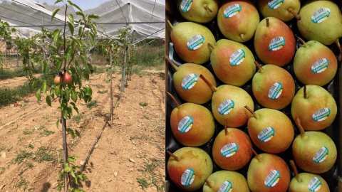 &Mu;&epsilon;&gamma;ά&lambda;&epsilon;&sigmaf; &epsilon;&xi;&epsilon;&lambda;ί&xi;&epsilon;&iota;&sigmaf; &gamma;&iota;&alpha; &tau;&omicron; &Alpha;&chi;&lambda;ά&delta;&iota; Eden - &Delta;&epsilon;&sigmaf; &tau;&eta;&nu; &alpha;&nu;&alpha;&kappa;&omicron;ί&nu;&omega;&sigma;&eta; &tau;&eta;&sigmaf; Greenyard &Iota;&tau;&alpha;&lambda;ί&alpha;&sigmaf;