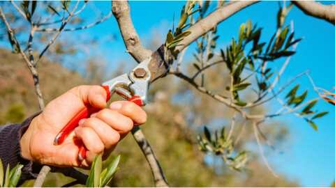 &Kappa;&lambda;ά&delta;&epsilon;&mu;&alpha;: &Sigma;&omega;&sigma;&tau;έ&sigmaf; &Pi;&rho;&alpha;&kappa;&tau;&iota;&kappa;έ&sigmaf; &gamma;&iota;&alpha; &Upsilon;&gamma;&iota;ή &kappa;&alpha;&iota; &Pi;&alpha;&rho;&alpha;&gamma;&omega;&gamma;&iota;&kappa;ά &Epsilon;&lambda;&alpha;&iota;ό&delta;&epsilon;&nu;&tau;&rho;&alpha;
