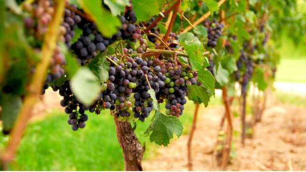 &Kappa;&Epsilon;&Omicron;&Sigma;&Omicron;&Epsilon;: &Mu;&epsilon;&gamma;&alpha;&lambda;ύ&tau;&epsilon;&rho;&omicron; &tau;&omicron; &epsilon;&nu;&delta;&iota;&alpha;&phi;έ&rho;&omicron;&nu; &gamma;&iota;&alpha; &nu;έ&epsilon;&sigmaf; &phi;&upsilon;&tau;&epsilon;ύ&sigma;&epsilon;&iota;&sigmaf; &alpha;&mu;&pi;&epsilon;&lambda;&iota;ώ&nu; &sigma;&tau;&eta; &Beta;ό&rho;&epsilon;&iota;&alpha; &Epsilon;&lambda;&lambda;ά&delta;&alpha;