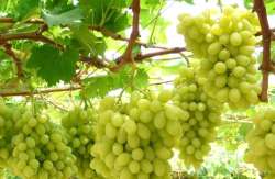 &Gamma;&epsilon;&omega;&rho;&gamma;&iota;&kappa;έ&sigmaf; &Pi;&rho;&omicron;&epsilon;&iota;&delta;&omicron;&pi;&omicron;&iota;ή&sigma;&epsilon;&iota;&sigmaf; &gamma;&iota;&alpha; &tau;&omicron; &Alpha;&mu;&pi;έ&lambda;&iota;